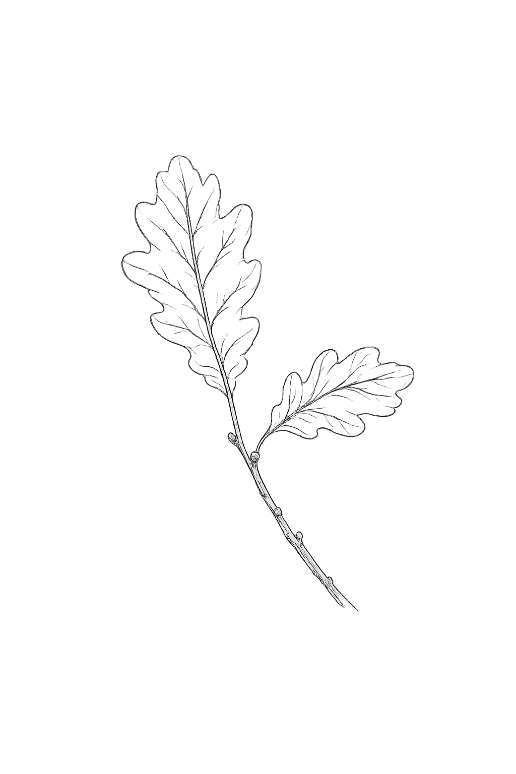 A single-line illustration of metamorphosis: caterpillar to chrysalis to butterfly